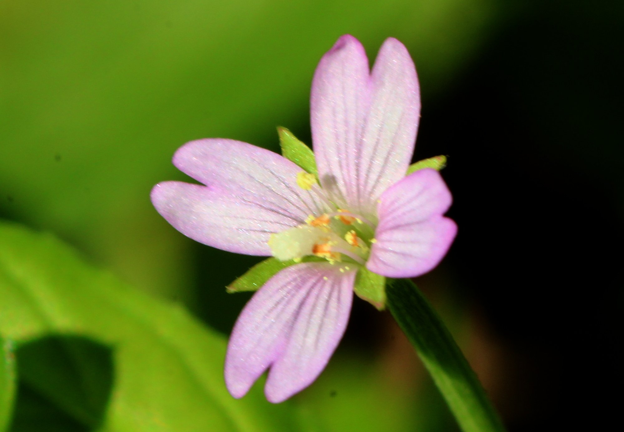 Epilobium_3788.JPG