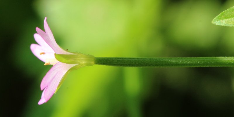 Epilobium_3790.JPG