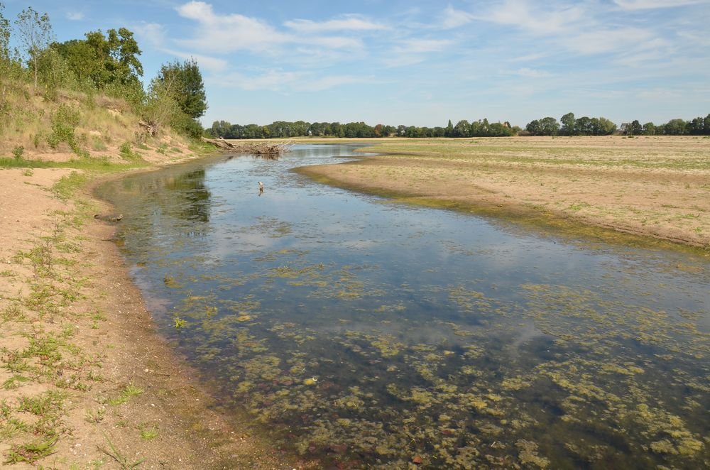 environs de la Loire entre Angers et Saumur (1).JPG