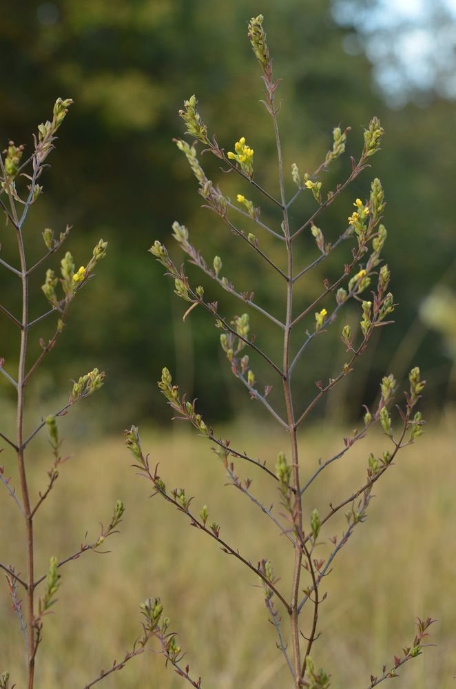 Odontites jaubertianus var.chrysanthus 1.JPG