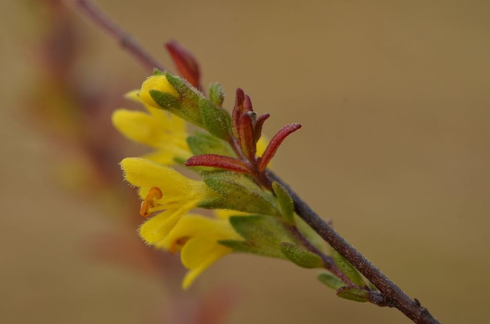 Odontites jaubertianus var.chrysanthus 1'.JPG