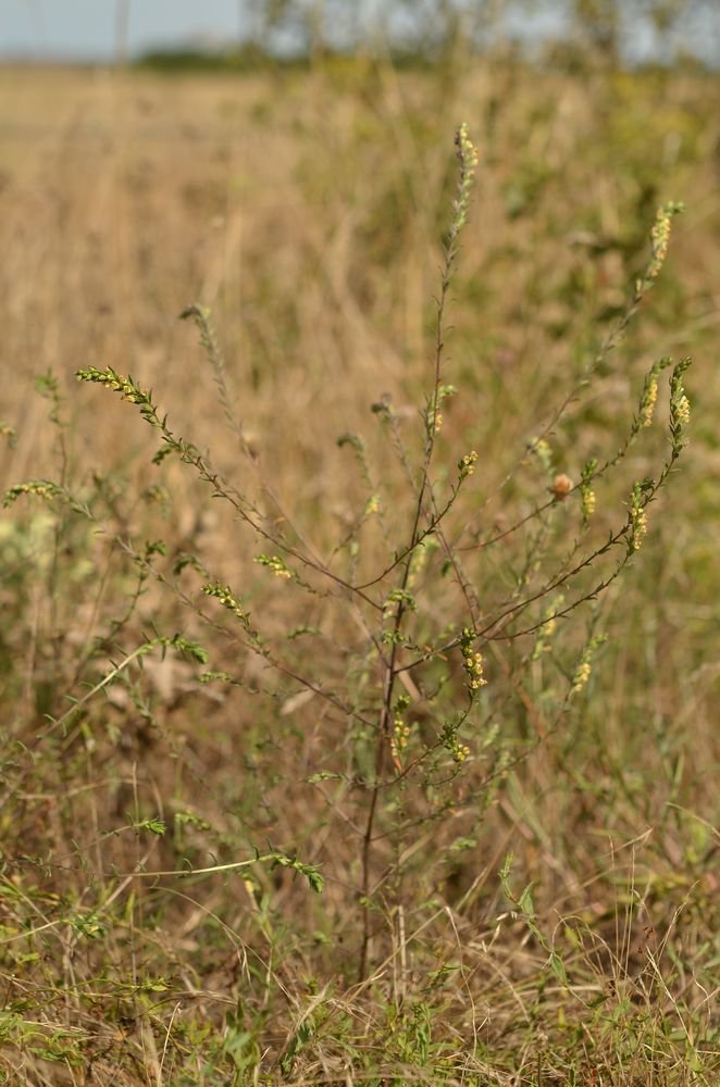 Odontites jaubertianus var.jaubertianus  2.JPG