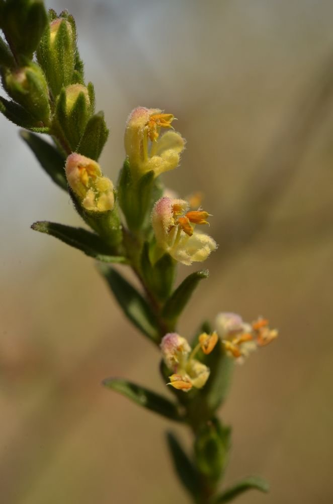 Odontites jaubertianus var.jaubertianus  2'.JPG