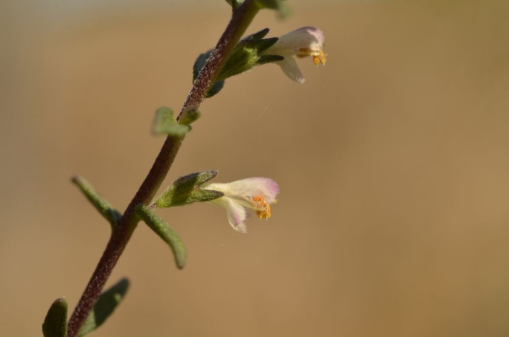 Odontites jaubertianus var.jaubertianus  2''.JPG