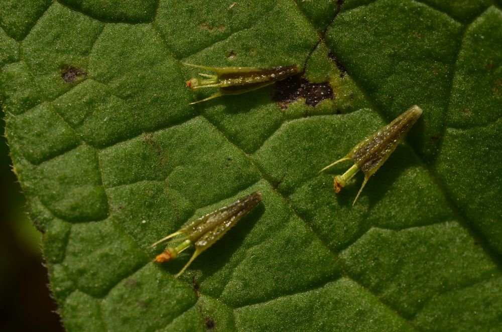 Bidens connata.JPG