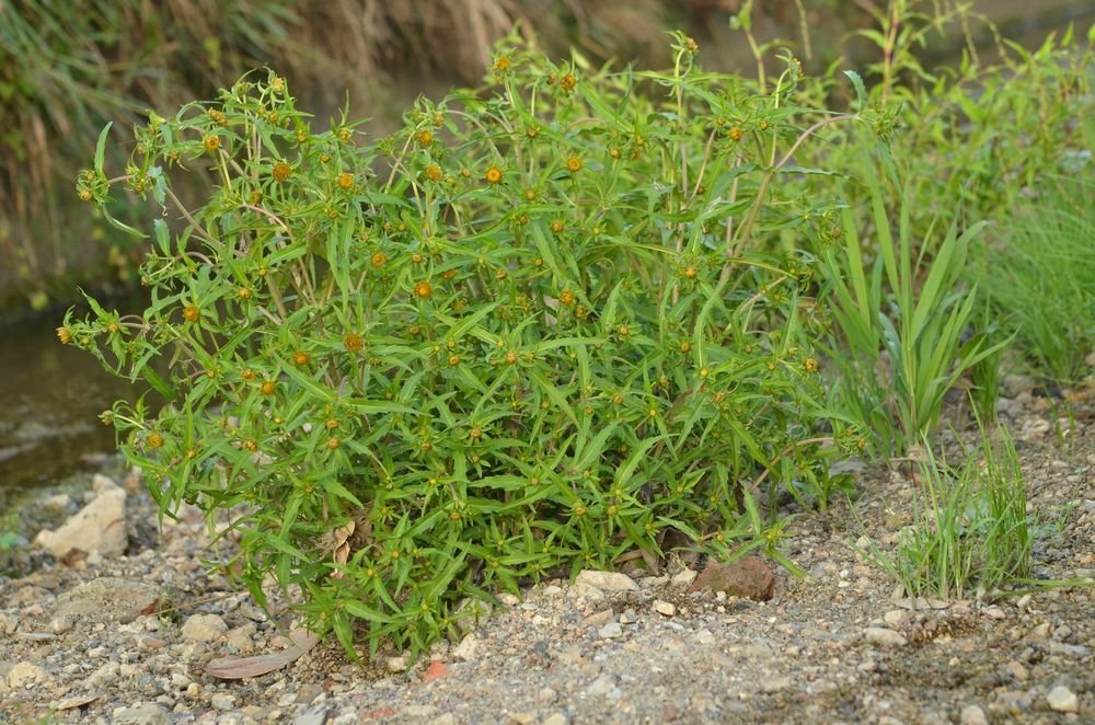 Bidens cernua 1.JPG