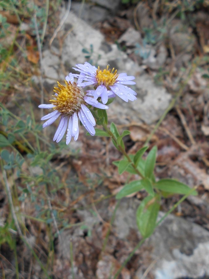 Aster (DOUTE).JPG