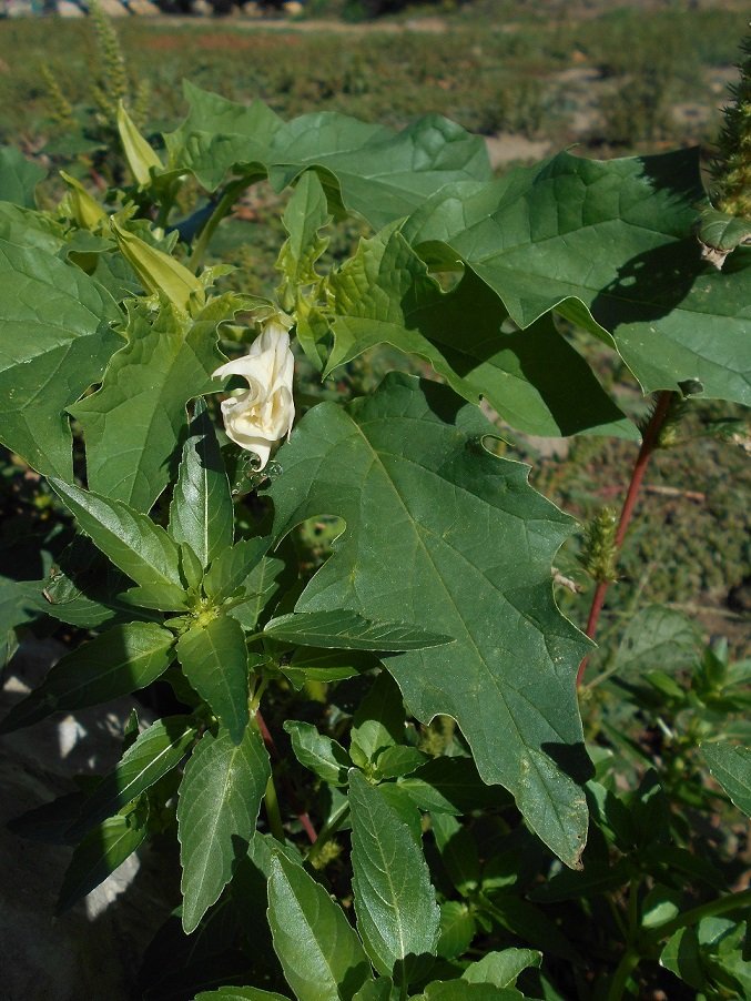 Datura (DOUTE) - Copie.JPG