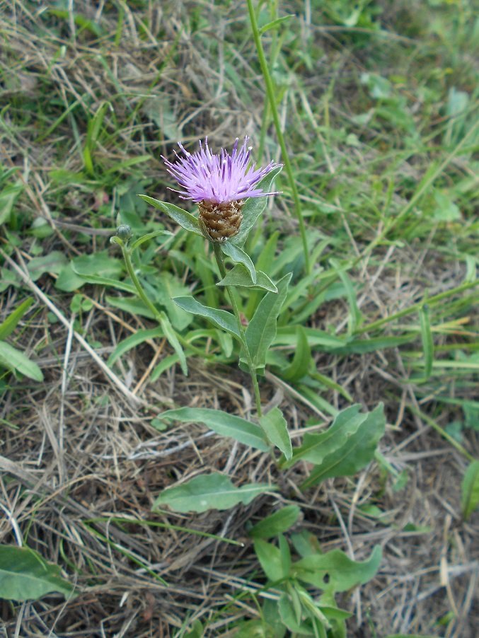 Centauré noire (Centaurea nigra) (DOUTE) - Copie.JPG