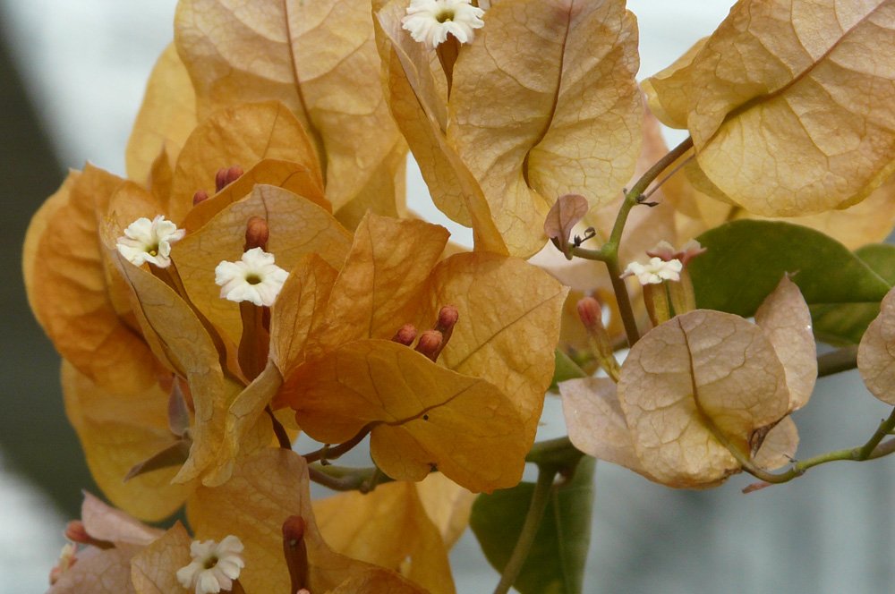 BougainvilleaLight.jpg