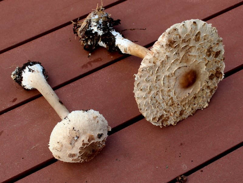 Macrolepiota rhacodes_R_3802.JPG