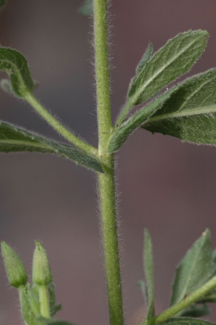 epilobium hirsutum.jpg