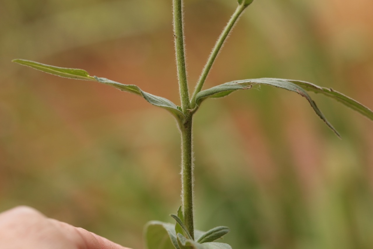 Epilobium parviflorum.jpg