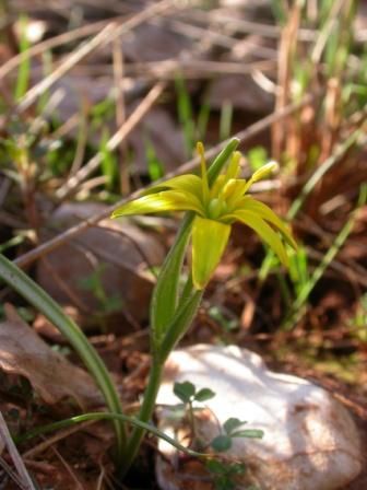 Gagea (5) - Copie.JPG