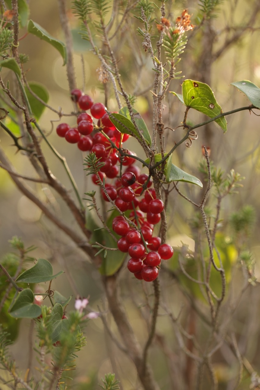 Smilax aspera.jpg