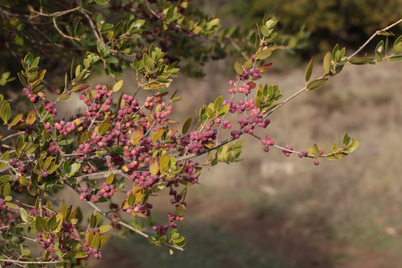 Phillyrea latifolia.jpg