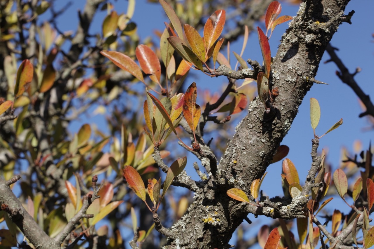 Pyrus spinosa.jpg