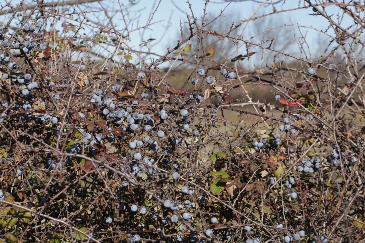 Prunus spinosa.jpg