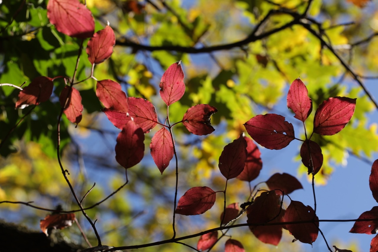 Cornus sanguinea.jpg