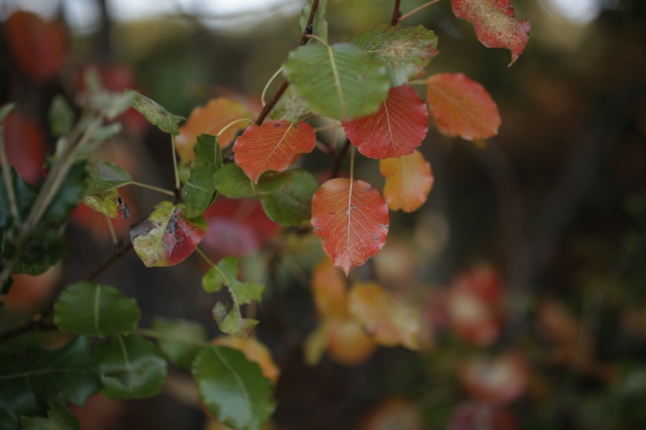 Prunus mahaleb.jpg