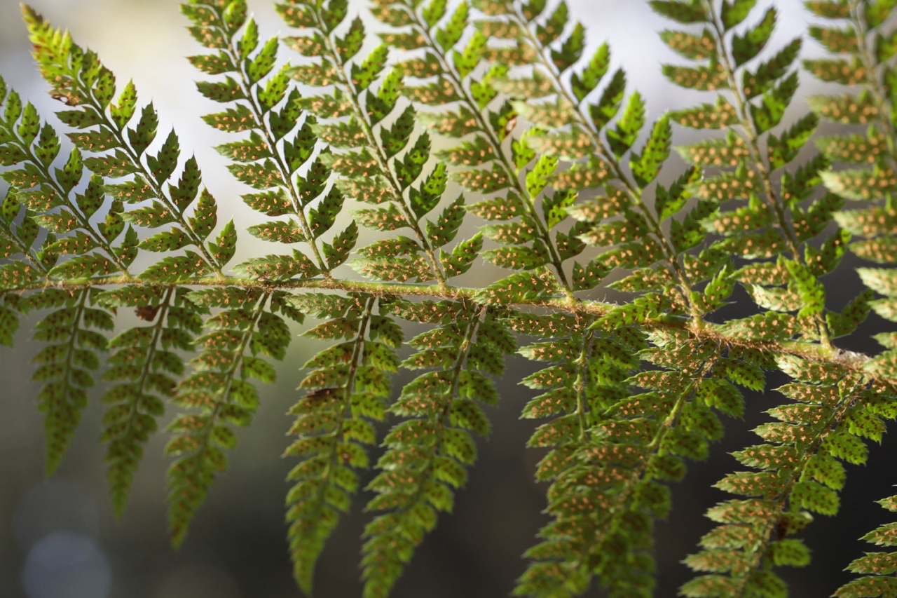 Polystichum setiferum.jpg