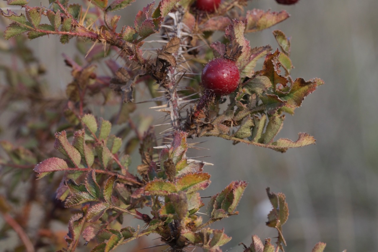 Rosa  spinosissima .jpg