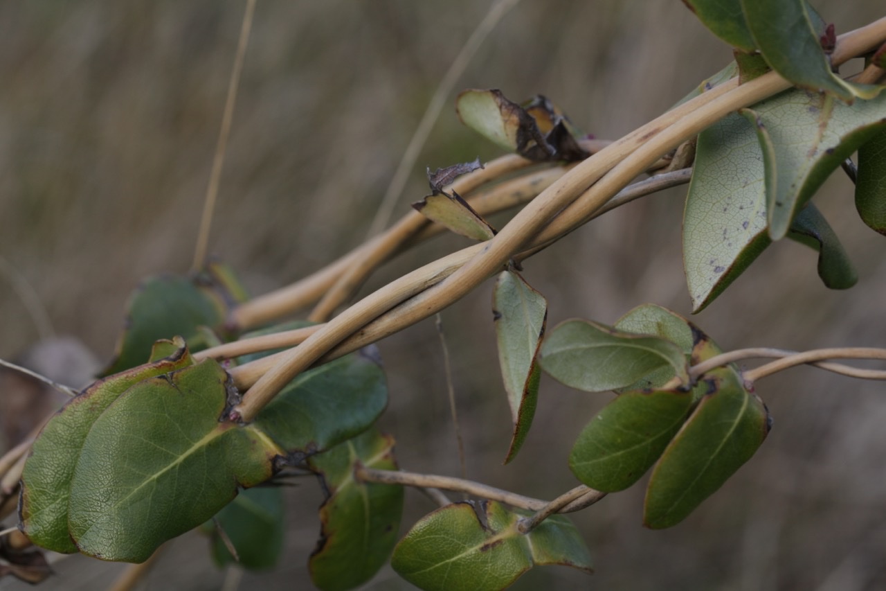 Lonicera implexa.jpg