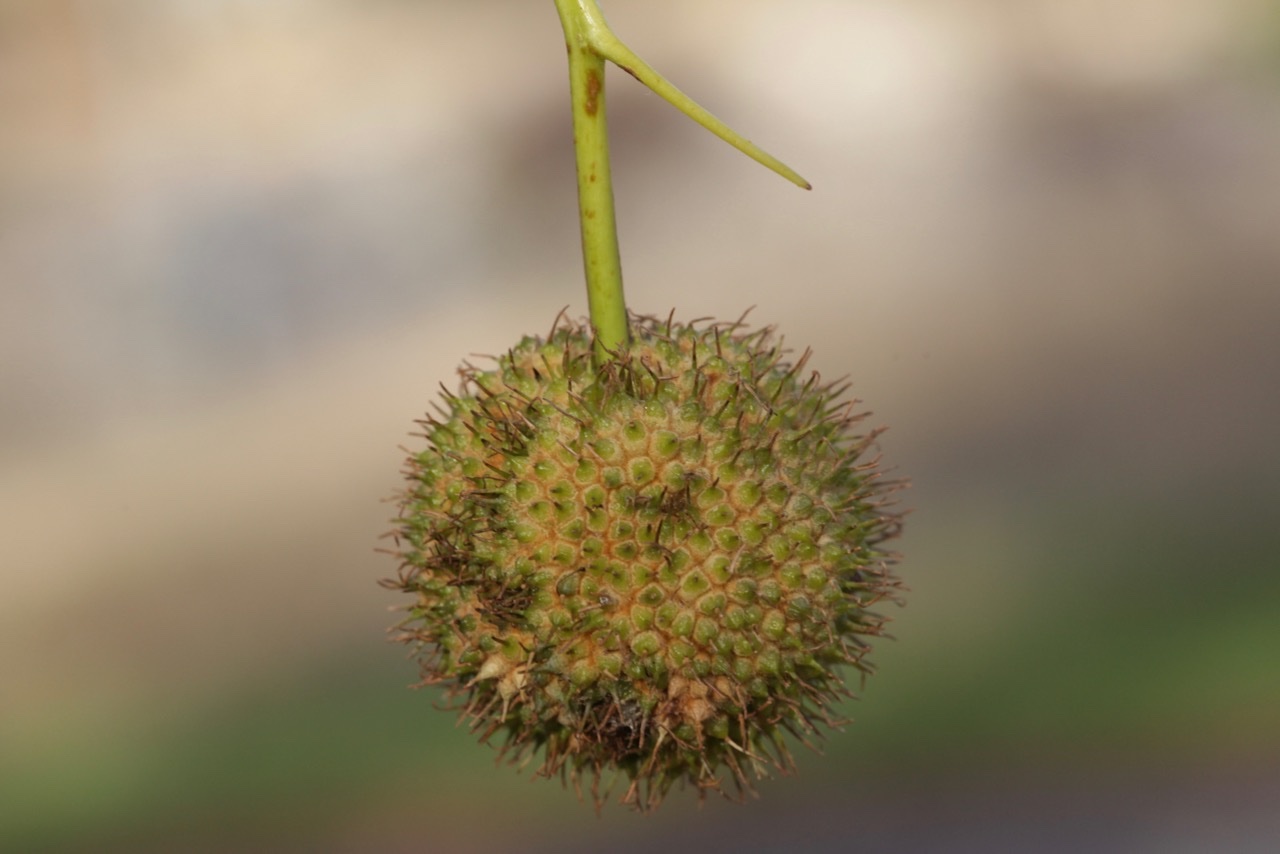 Platanus hispanica.jpg