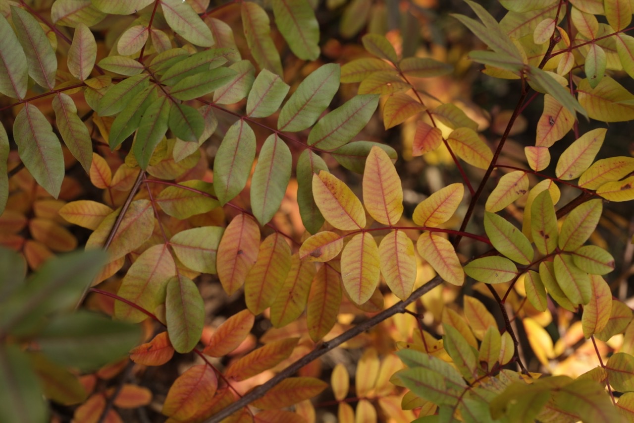 Pistacia terebinthus.jpg