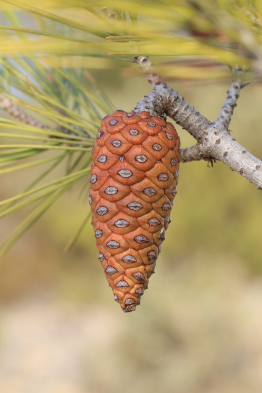 Pinus halepensis.jpg