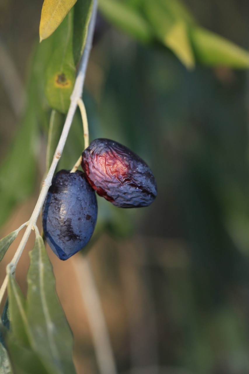 Olea europaea.jpg