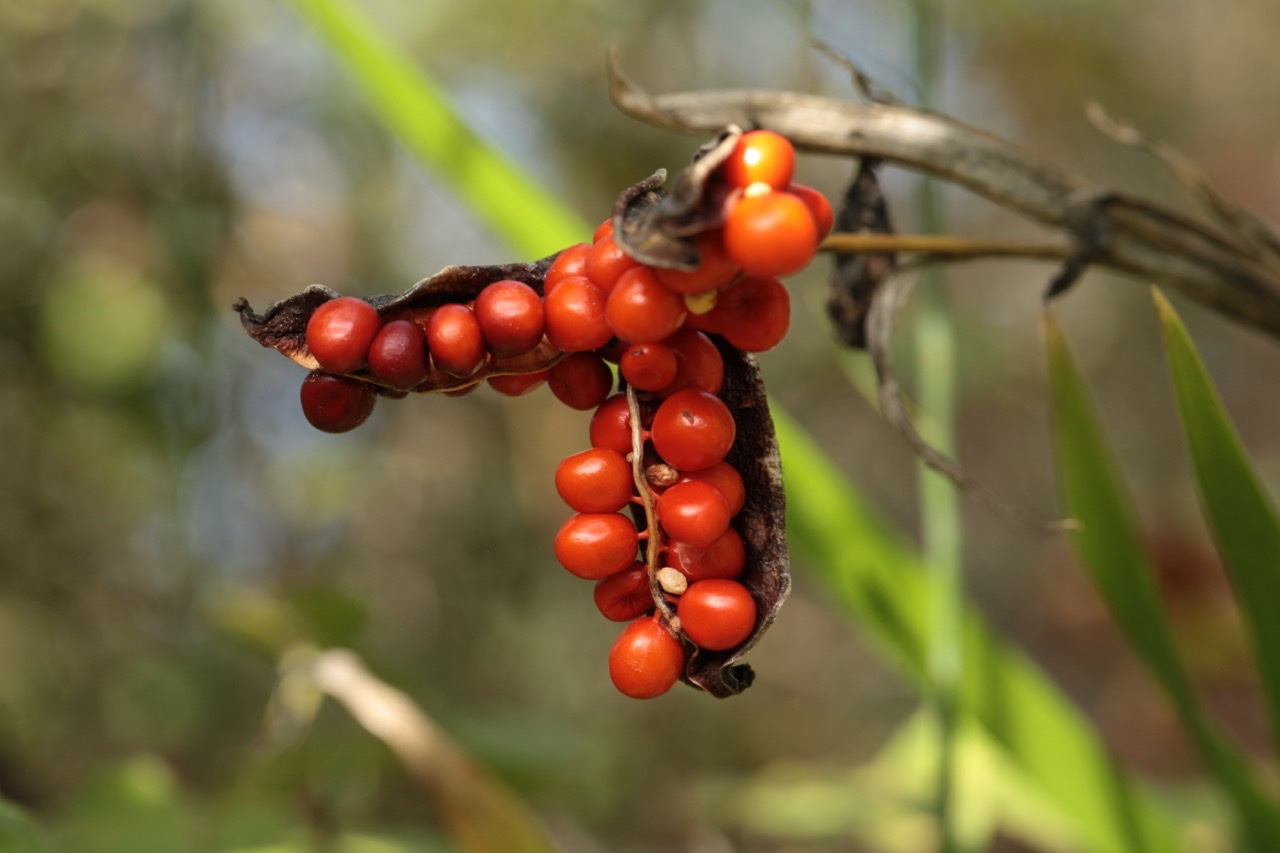 Iris foetidissima.jpg