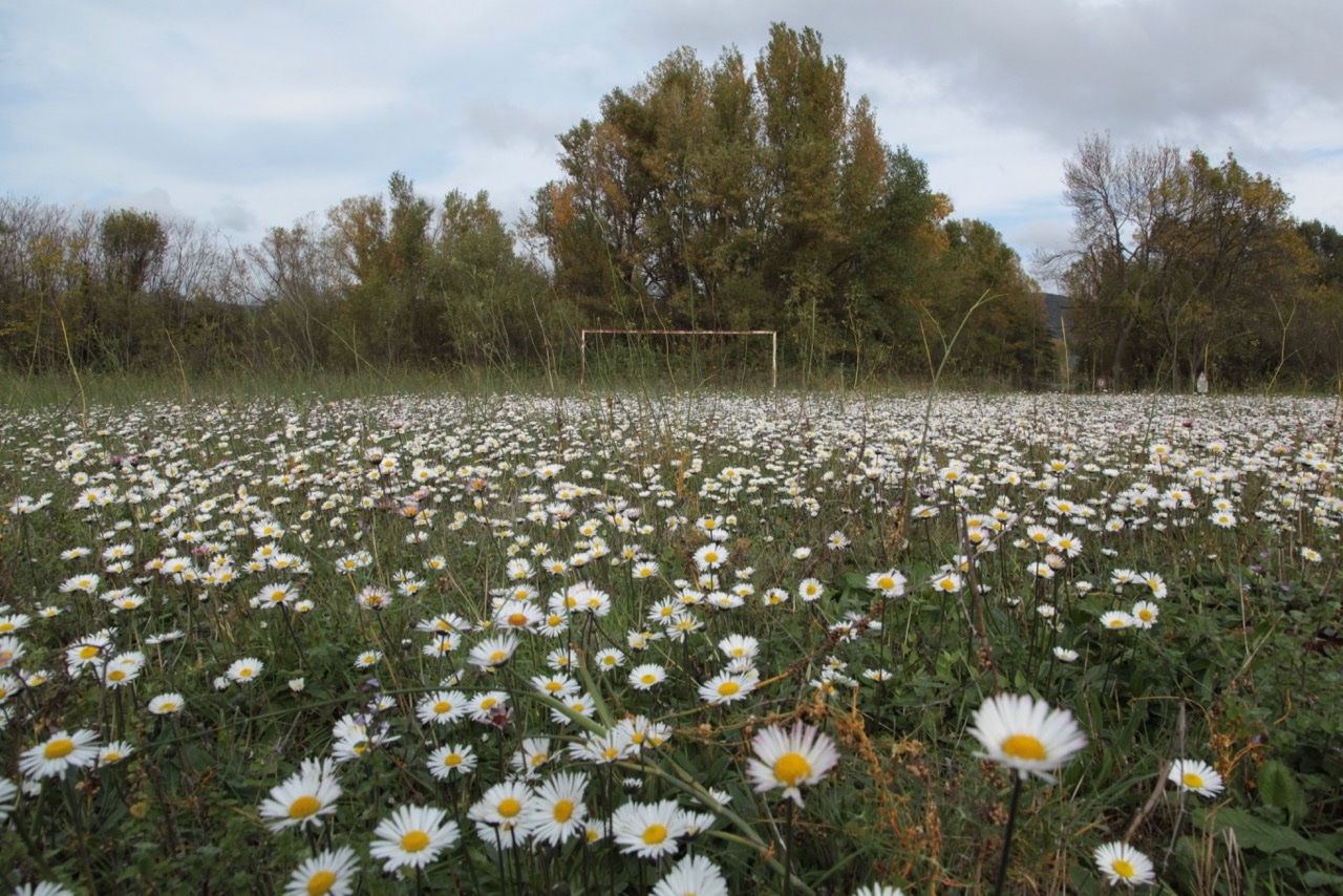 bellis sylvestris.jpg