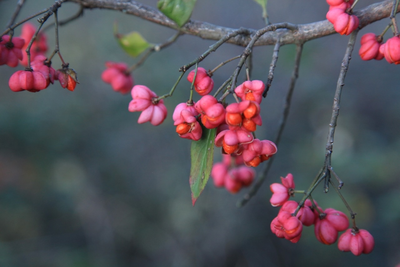 Euonymus europaeus .jpg