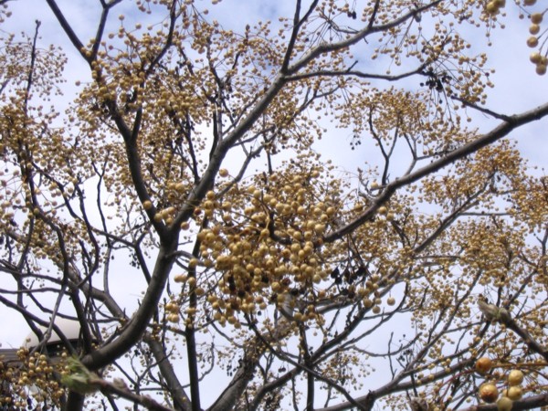 Copie de Varsavril2009 002.jpg