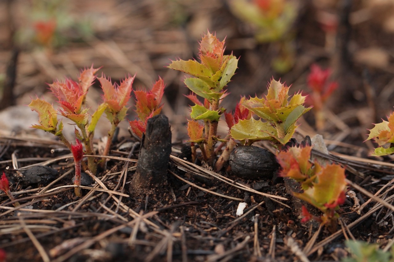 Quercus coccifera.jpg