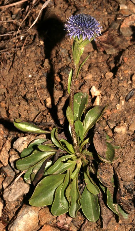 Campanulacées - Jasione sp - Italie - red 1.jpg