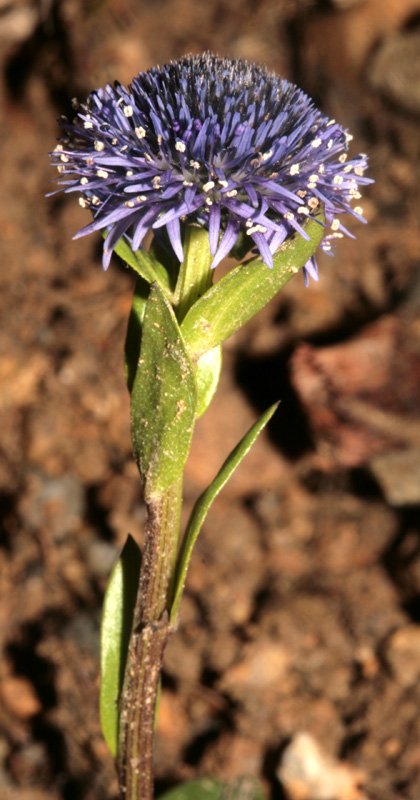 Campanulacées - Jasione sp - Italie - red 2.jpg