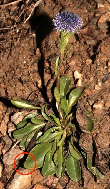 Campanulacées - Jasione sp - Italie - red 1.jpeg