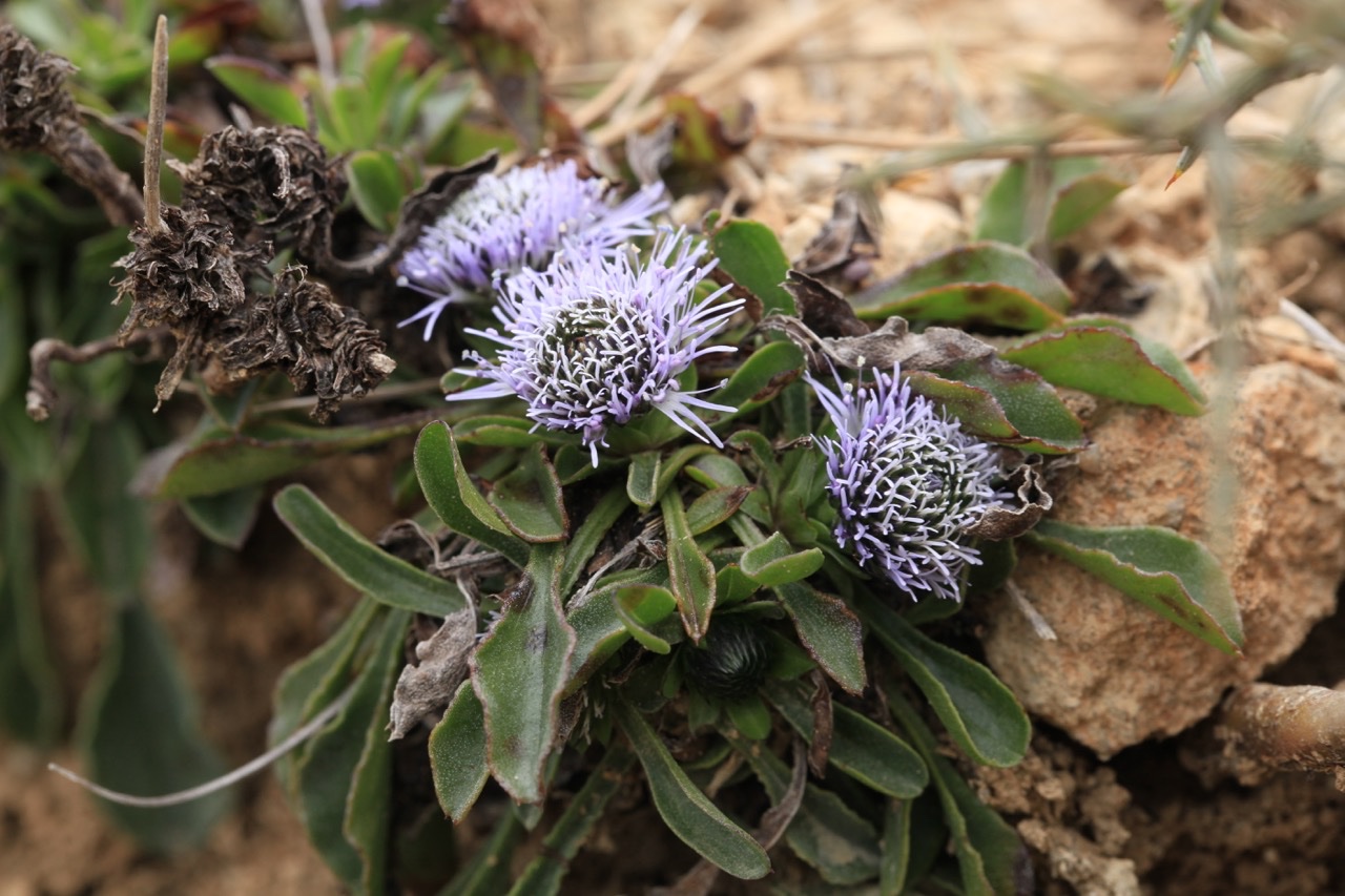 Globularia  vulgaris.jpg