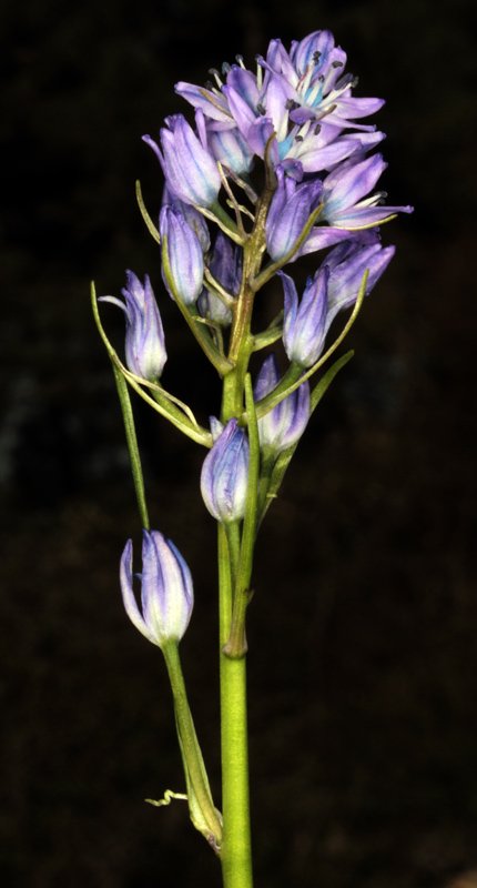 Hyacinthoides reverchonii
