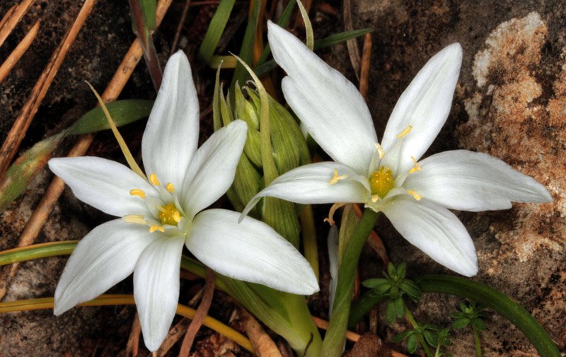 Ornithogalum collinum