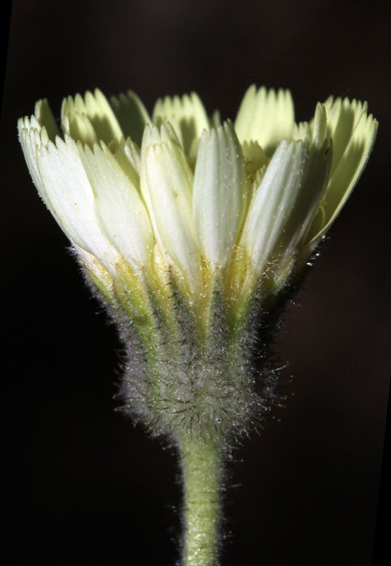 Andryala integrifolia