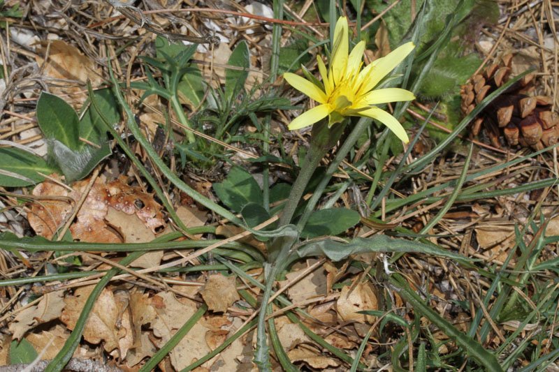 Scorzonera reverchonii