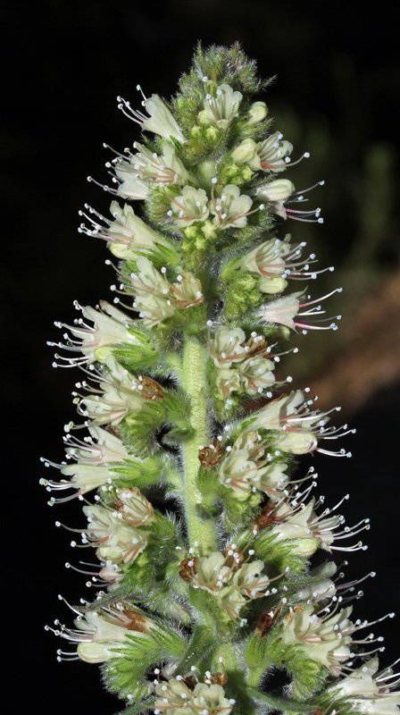 Echium flavum