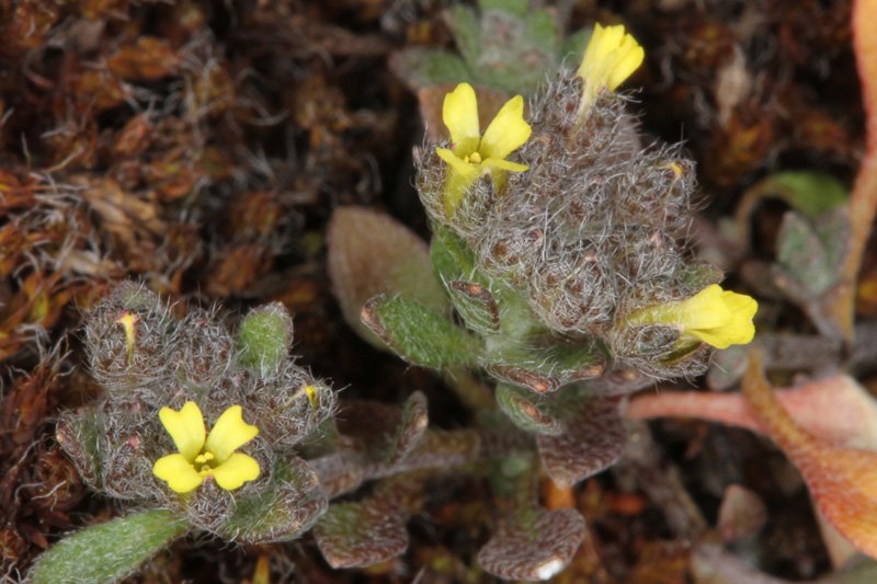 Alyssum gadorense