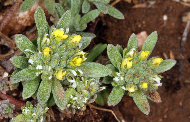 Alyssum gadorense