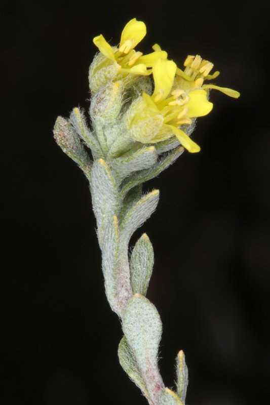 Alysum montanum