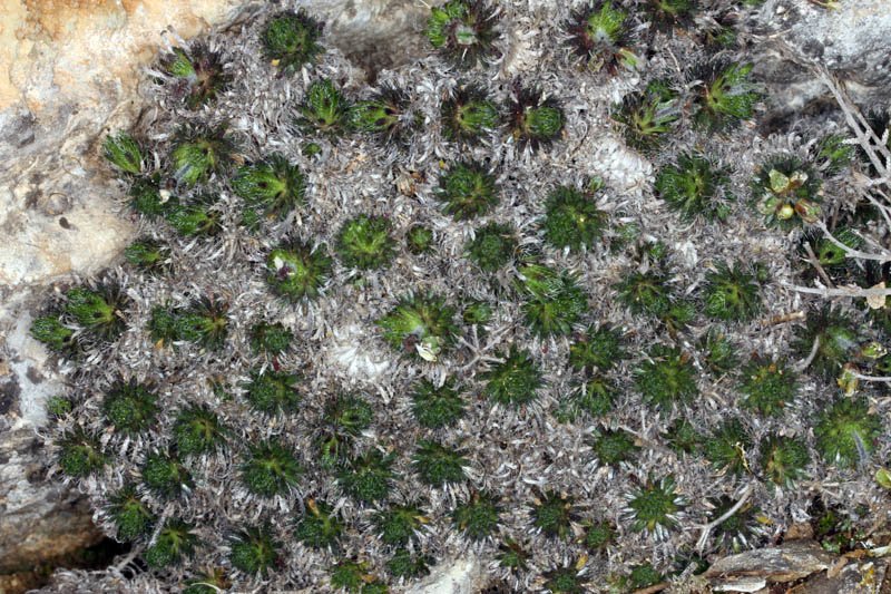 Draba hispanica ssp hispanica