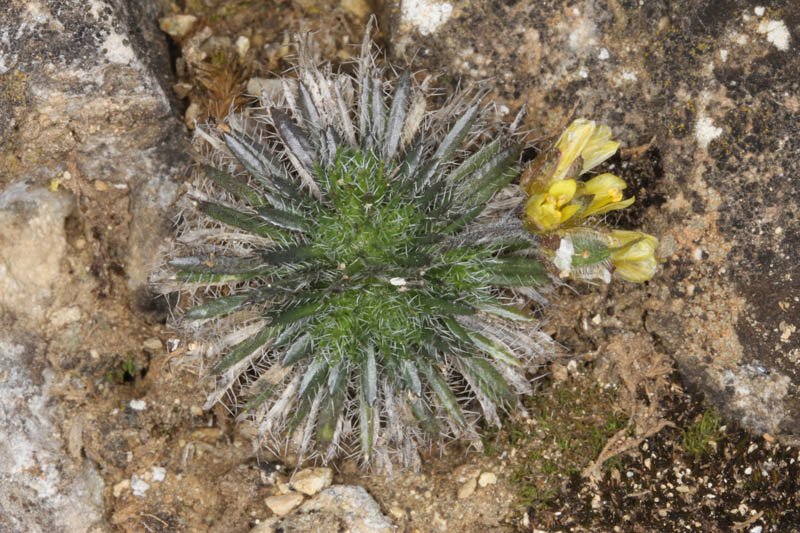 Draba hispanica ssp hispanica